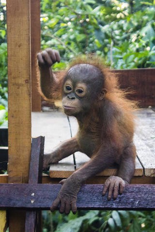 Sorsára hagyták az orángutánbébit, de most már ő a játszótér sztárja Sorsára hagyták az orángutánbébit, de most már ő a játszótér sztárja