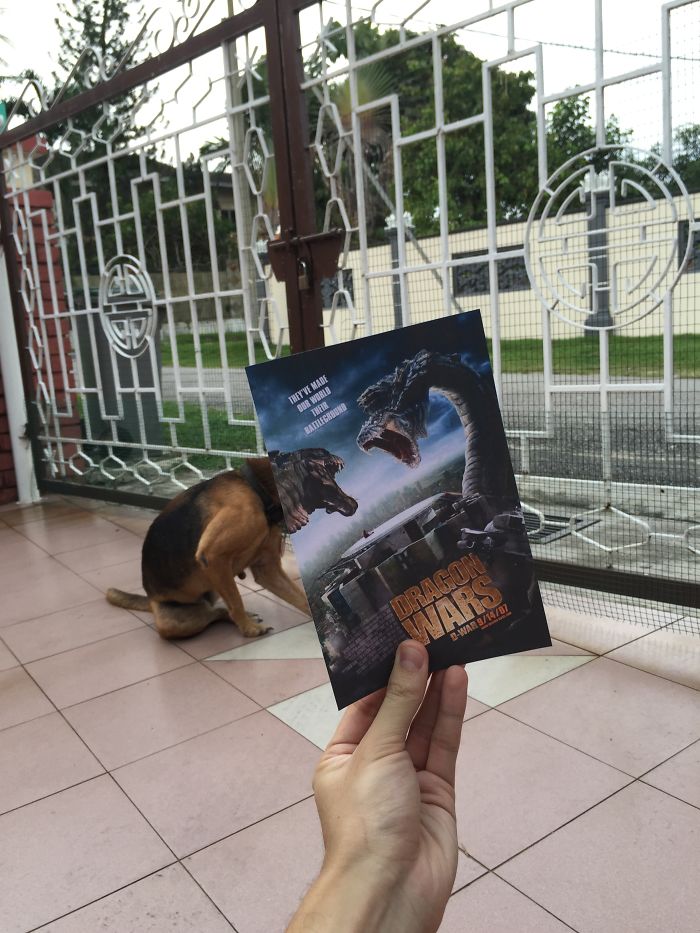 Vicces poszterekkel egészítették ki állatokat - a végeredmény zseniális lett