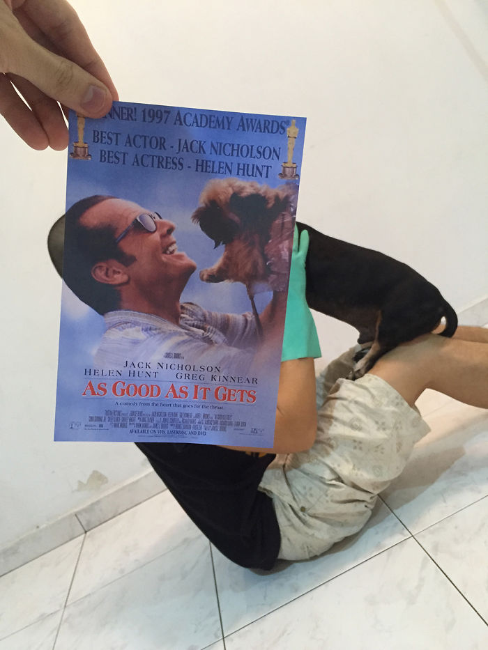 Vicces poszterekkel egészítették ki állatokat - a végeredmény zseniális lett