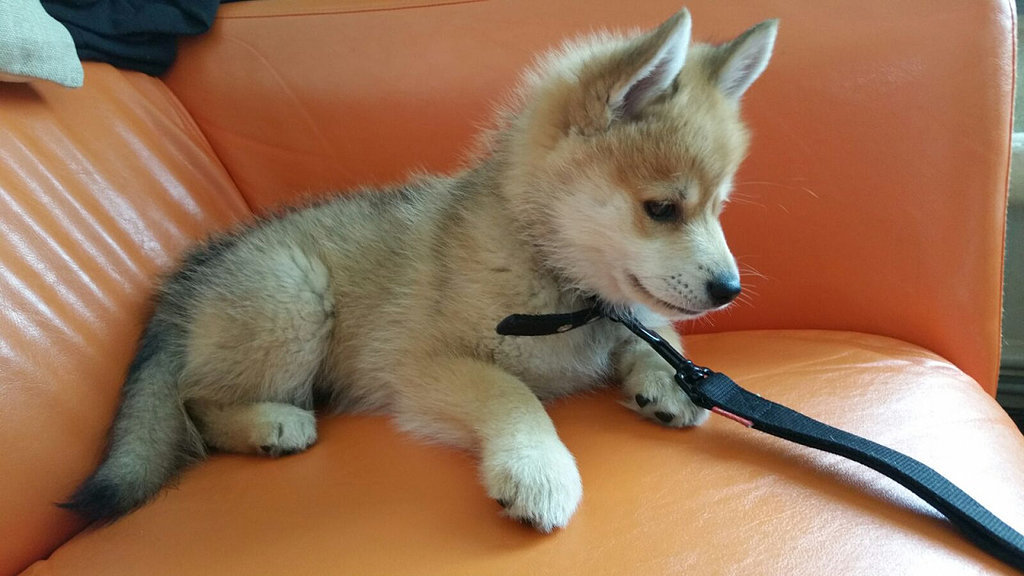 6 kutya, aki egészen más állatra hasonlít – cuki képek