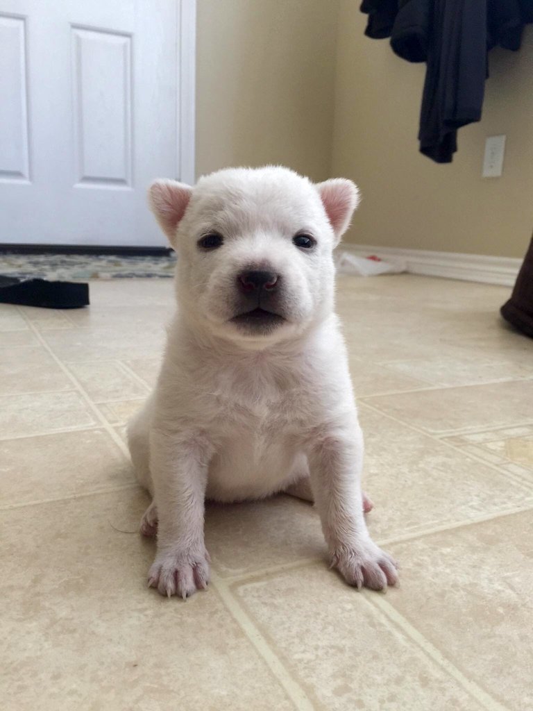 6 kutya, aki egészen más állatra hasonlít – cuki képek