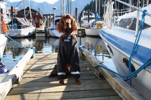 Így kell nadrágot hordani a kutyáknak