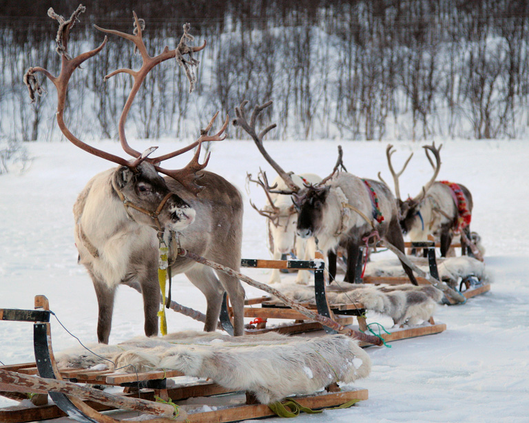 Rénszarvas karaván, Tromso, Norvégia