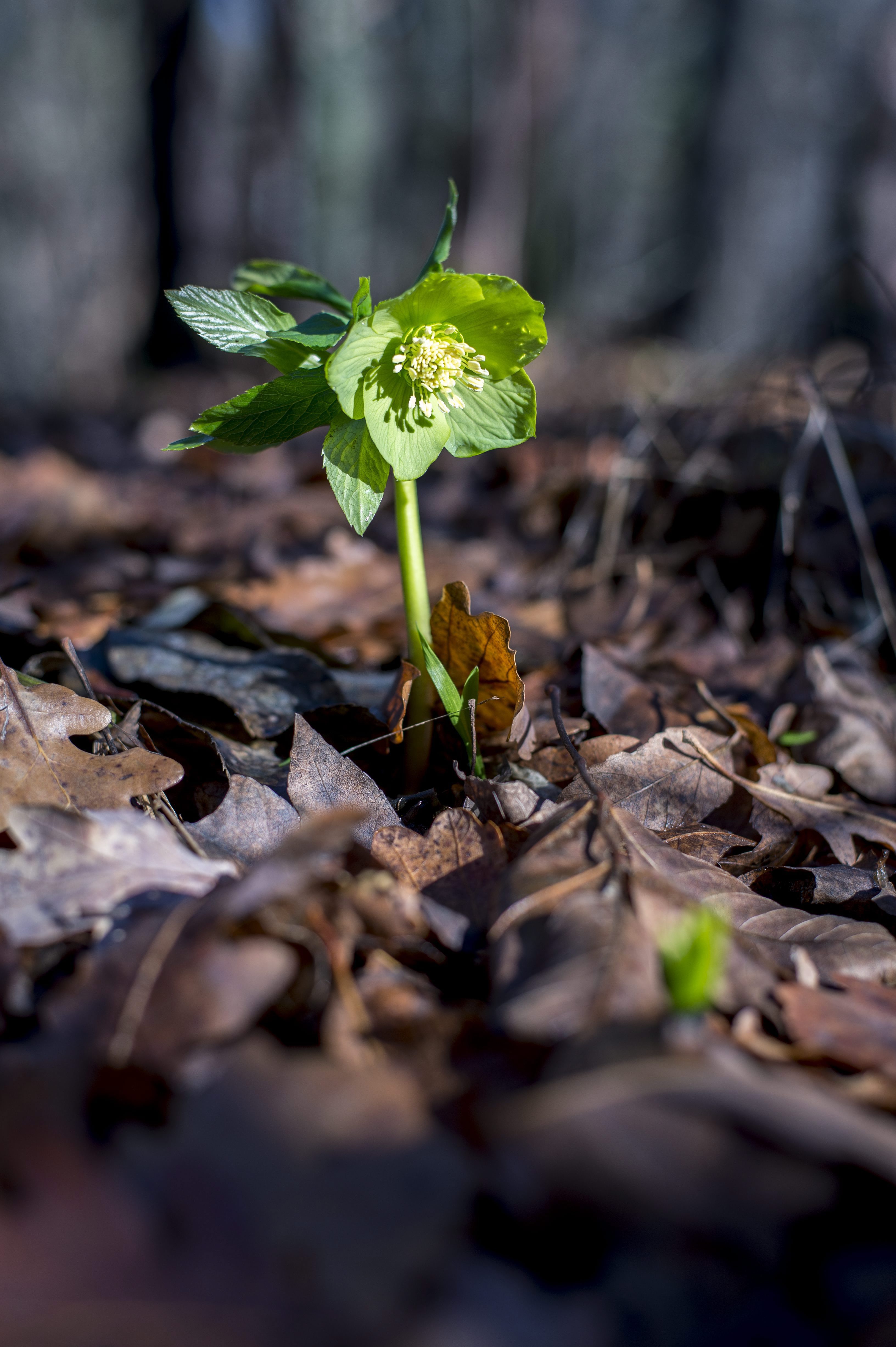 Kinyílott az illatos hunyor. Megírom. Kinyílott az illatos hunyor. Megírom.