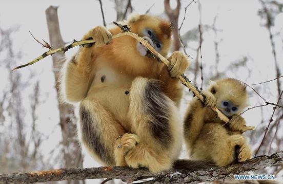 Tátva maradt a kismajom szája a hóeséstől Tátva maradt a kismajom szája a hóeséstől