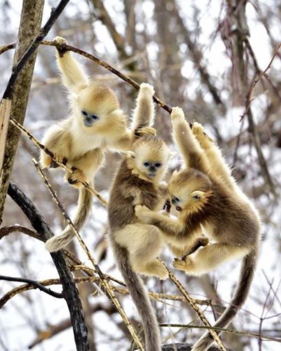 Tátva maradt a kismajom szája a hóeséstől Tátva maradt a kismajom szája a hóeséstől