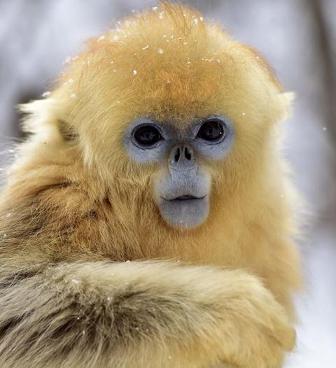 Tátva maradt a kismajom szája a hóeséstől Tátva maradt a kismajom szája a hóeséstől