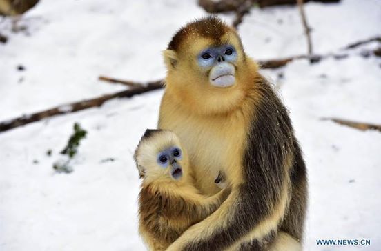 Tátva maradt a kismajom szája a hóeséstől Tátva maradt a kismajom szája a hóeséstől