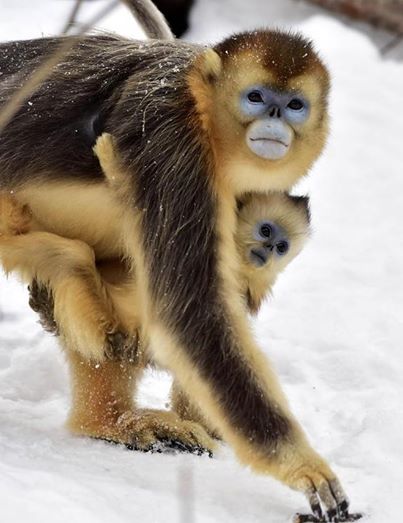 Tátva maradt a kismajom szája a hóeséstől Tátva maradt a kismajom szája a hóeséstől