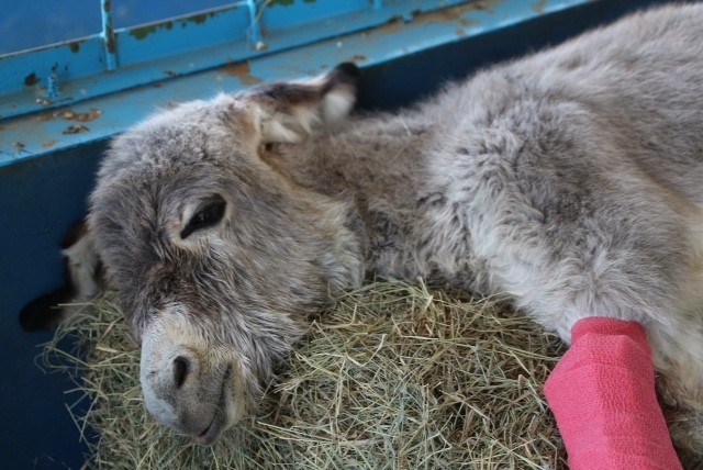 Megmentője nyakába ugrott az elütött szamár