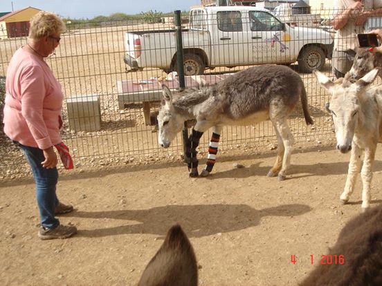 Megmentője nyakába ugrott az elütött szamár