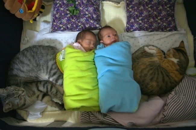 17 szívmelengetően megható macskás fotó 17 szívmelengetően megható macskás fotó