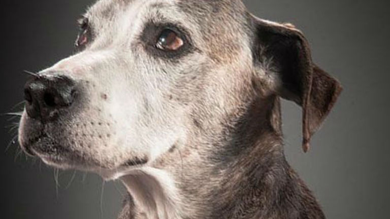 Fotó illusztráció/ pinterest