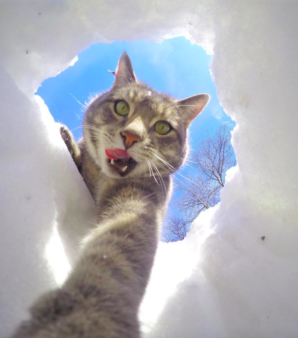 Itt a legújabb szelfiző állat: a szelfiző macska - fotók