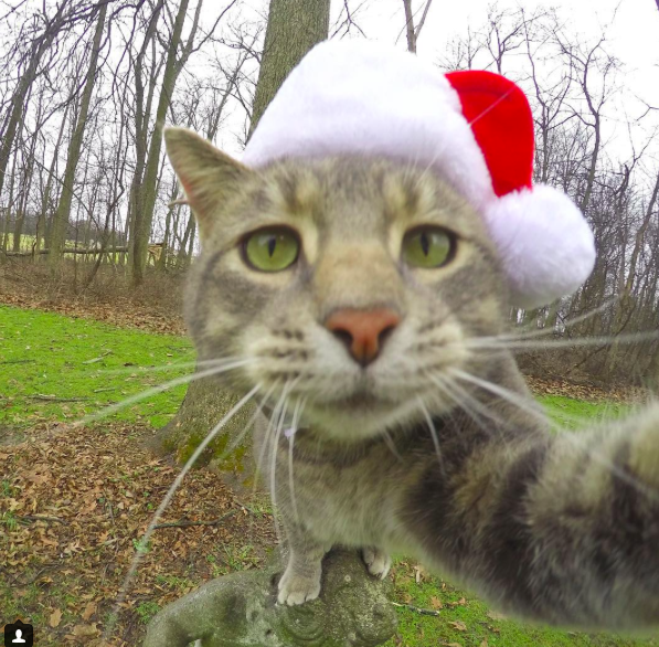 Itt a legújabb szelfiző állat: a szelfiző macska - fotók