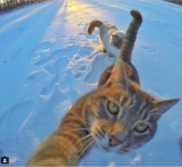 Itt a legújabb szelfiző állat: a szelfiző macska - fotók