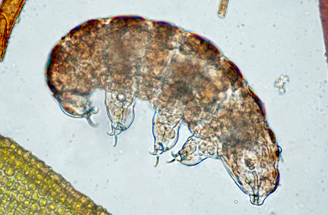 Több mint 30 éve megfagyott állatot térítettek magához