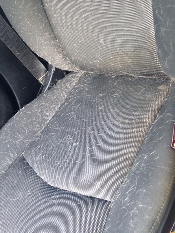 Ez az állattartás árnyoldala, avagy a mindent beborító szőrszőnyeg - vicces fotók