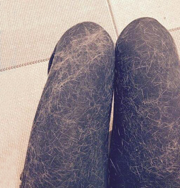 Ez az állattartás árnyoldala, avagy a mindent beborító szőrszőnyeg - vicces fotók