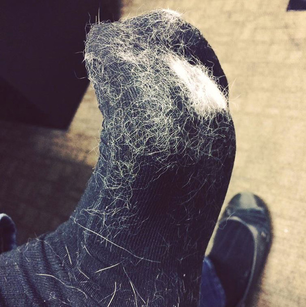 Ez az állattartás árnyoldala, avagy a mindent beborító szőrszőnyeg - vicces fotók