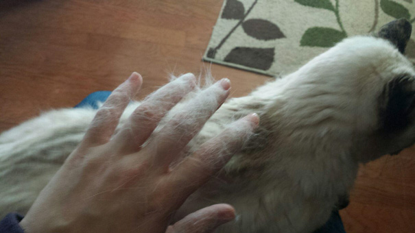 Ez az állattartás árnyoldala, avagy a mindent beborító szőrszőnyeg - vicces fotók