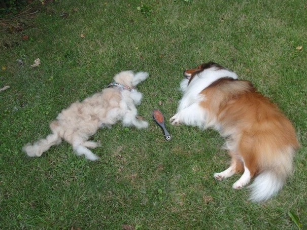 Ez az állattartás árnyoldala, avagy a mindent beborító szőrszőnyeg - vicces fotók