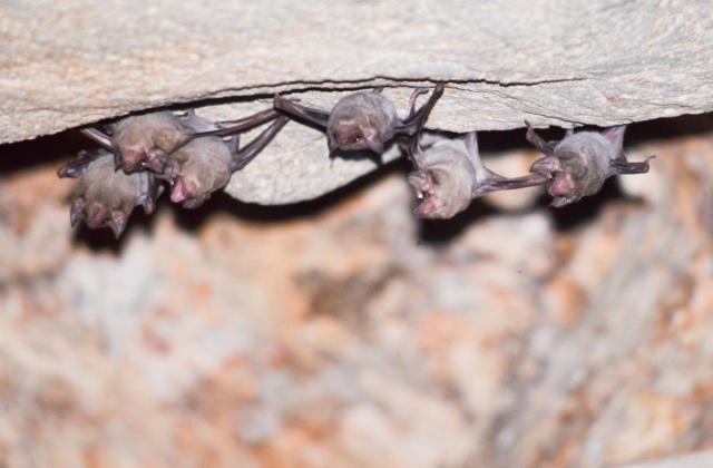 Kimenekítik a befalazott denevéreket