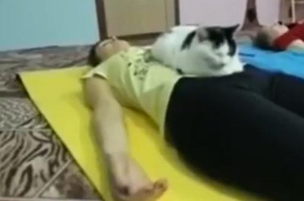 A macskádat is magaddal viheted erre a jógaórára A macskádat is magaddal viheted erre a jógaórára