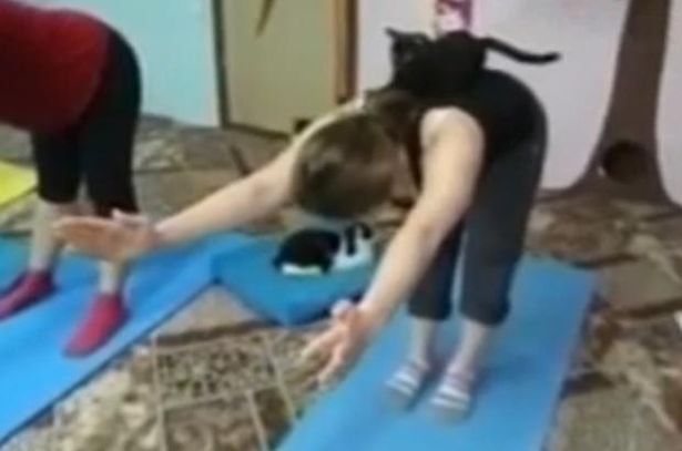 A macskádat is magaddal viheted erre a jógaórára A macskádat is magaddal viheted erre a jógaórára