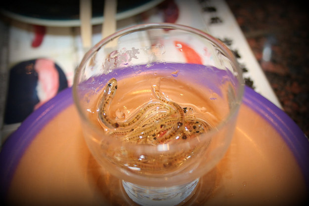 17 őrült étel, amit a japánok szívesen fogyasztanak 17 őrült étel, amit a japánok szívesen fogyasztanak