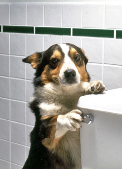 10 állat, akik még hírből sem ismerik a privát szféra fogalmát 10 állat, akik még hírből sem ismerik a privát szféra fogalmát