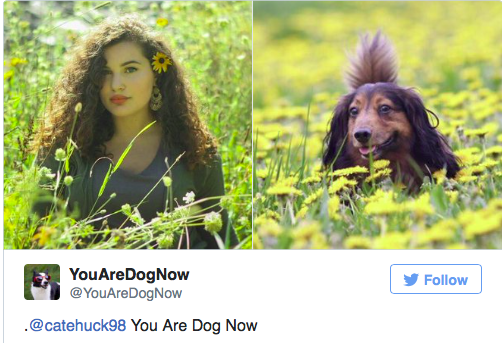 Ez a Twitter oldal megtalálja a benned rejlő kutyát