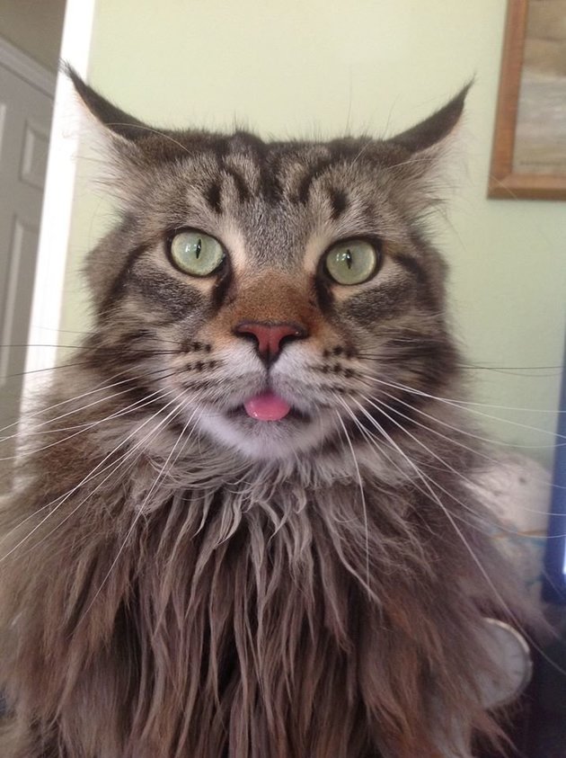 Vadállatnak nézték a nő hatalmas macskáját a szomszédok