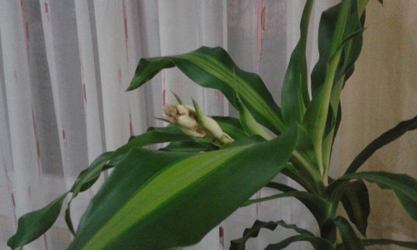 Ritkán virágzó csodálatos növények