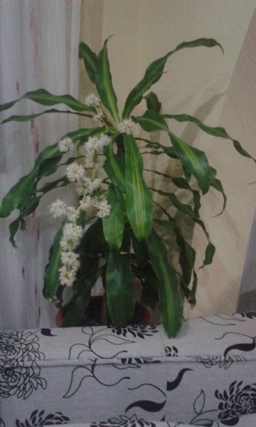 Ritkán virágzó csodálatos növények