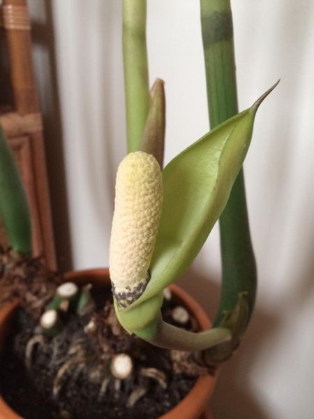 Ritkán virágzó csodálatos növények