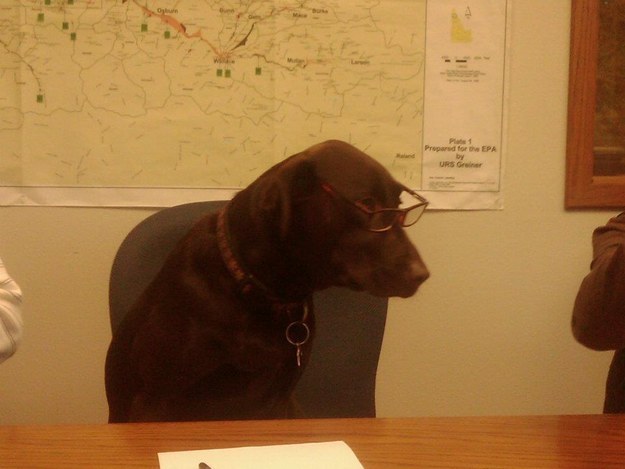 10 kutya, akik akár helyettünk is munkába állhatnának - vicces képek