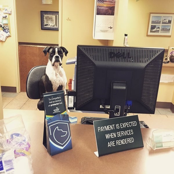 10 kutya, akik akár helyettünk is munkába állhatnának - vicces képek