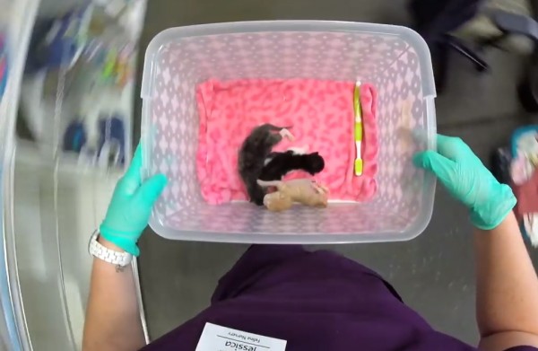 Ha meglátod ezeket a fotókat, te is cicabölcsiben akarsz majd dolgozni Ha meglátod ezeket a fotókat, te is cicabölcsiben akarsz majd dolgozni