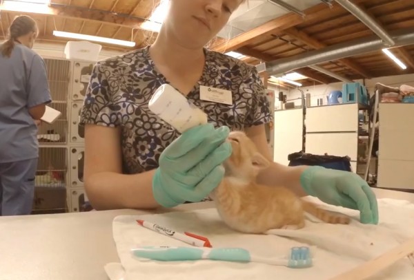 Ha meglátod ezeket a fotókat, te is cicabölcsiben akarsz majd dolgozni Ha meglátod ezeket a fotókat, te is cicabölcsiben akarsz majd dolgozni