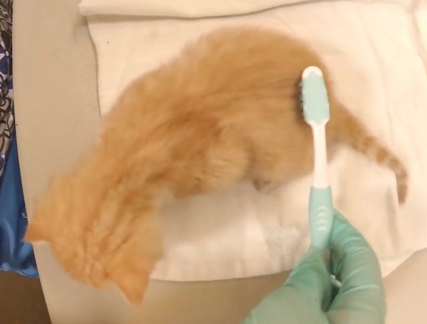 Ha meglátod ezeket a fotókat, te is cicabölcsiben akarsz majd dolgozni Ha meglátod ezeket a fotókat, te is cicabölcsiben akarsz majd dolgozni