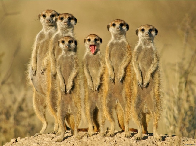 20 állat, aki úgy tud könyörögni, hogy nem tudsz nekik ellenállni - cuki fotók