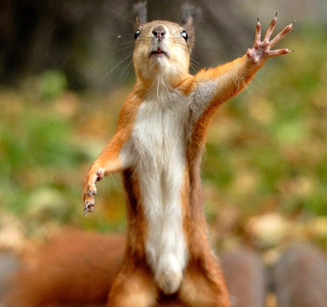 20 állat, aki úgy tud könyörögni, hogy nem tudsz nekik ellenállni - cuki fotók