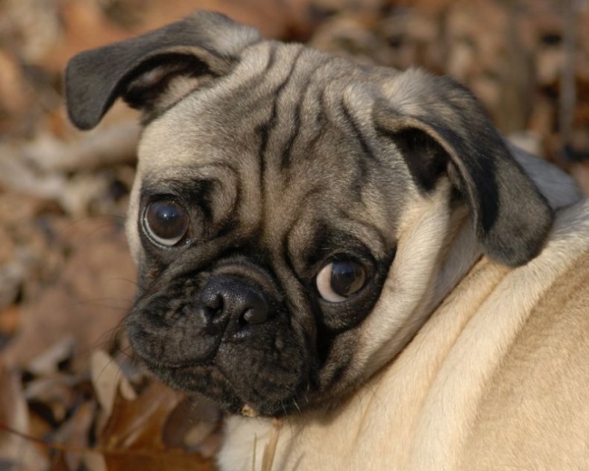 20 állat, aki úgy tud könyörögni, hogy nem tudsz nekik ellenállni - cuki fotók