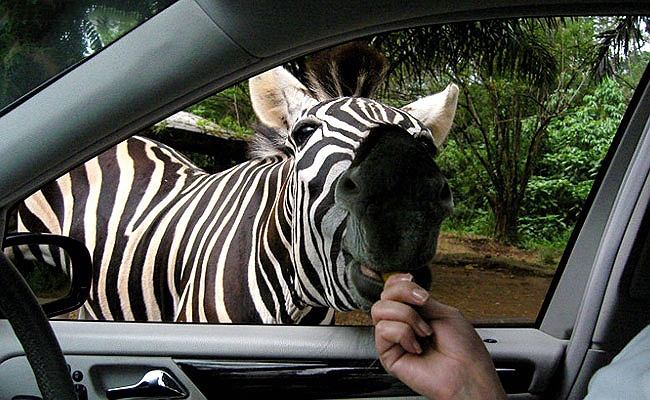 20 állat, aki úgy tud könyörögni, hogy nem tudsz nekik ellenállni - cuki fotók