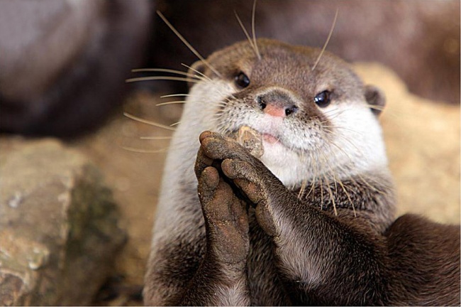 20 állat, aki úgy tud könyörögni, hogy nem tudsz nekik ellenállni - cuki fotók