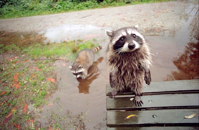 20 állat, aki úgy tud könyörögni, hogy nem tudsz nekik ellenállni - cuki fotók