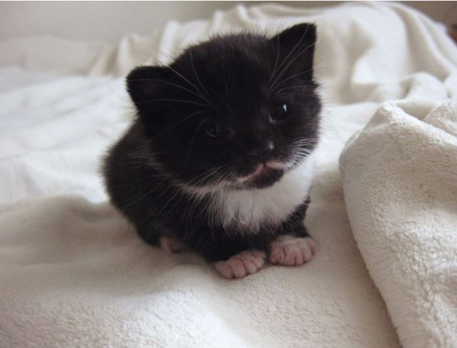 20 állat, aki úgy tud könyörögni, hogy nem tudsz nekik ellenállni - cuki fotók