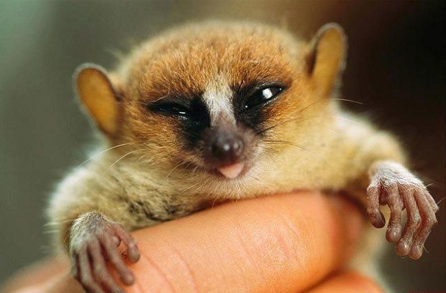 20 állat, aki úgy tud könyörögni, hogy nem tudsz nekik ellenállni - cuki fotók