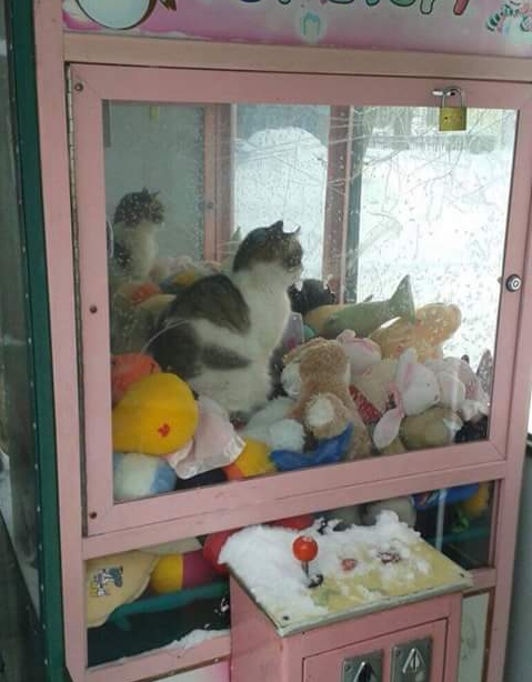 Játékautomatába menekült a hideg elől a kóborcica